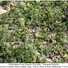 polyommatus icarus fominae hostplant